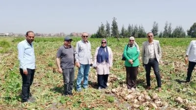 ببنجر-السكر-في-الدقهلية-إنتاجية-واعدة-تبلغ-30-طناً-للفدان