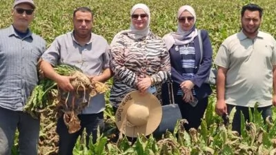 بنجر-السكر-بالدقهلية-يحقق-موسماً-استثنائياً-إنتاجية-الفدان-تصل-إلى