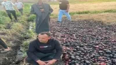 حريق-واسع-يلتهم-15-فدان-بصل-في-إحدى-قرى-الدقهلية