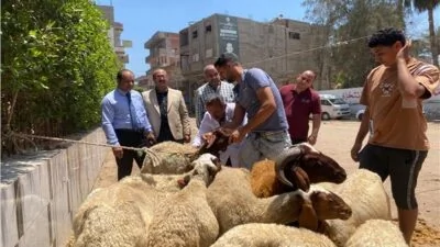 قافلة-طبية-بيطرية-تعالج-330-رأس-ماشية-في-الدقهلية