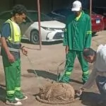 محافظ الدقهلية يوجه بتشديد حملات التصدي للكلاب الضالة في حي شرق المنصورة