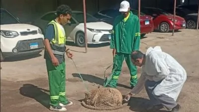 محافظ الدقهلية يوجه بتشديد حملات التصدي للكلاب الضالة في حي شرق المنصورة