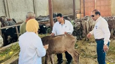 محافظ الدقهلية.. تحصين 241 ألف رأس ماشية ضمن الحملة القومية الثانية