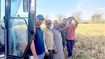 الأرز البسمتي.. بشاير خير بعد نجاح تجربة فريدة لزراعته في أراضي الدقهلية