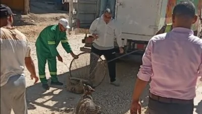 محافظ الدقهلية يوجّه حملات للسيطرة على الكلاب الضالة في ميت غمر بعد شكاوى المواطنين